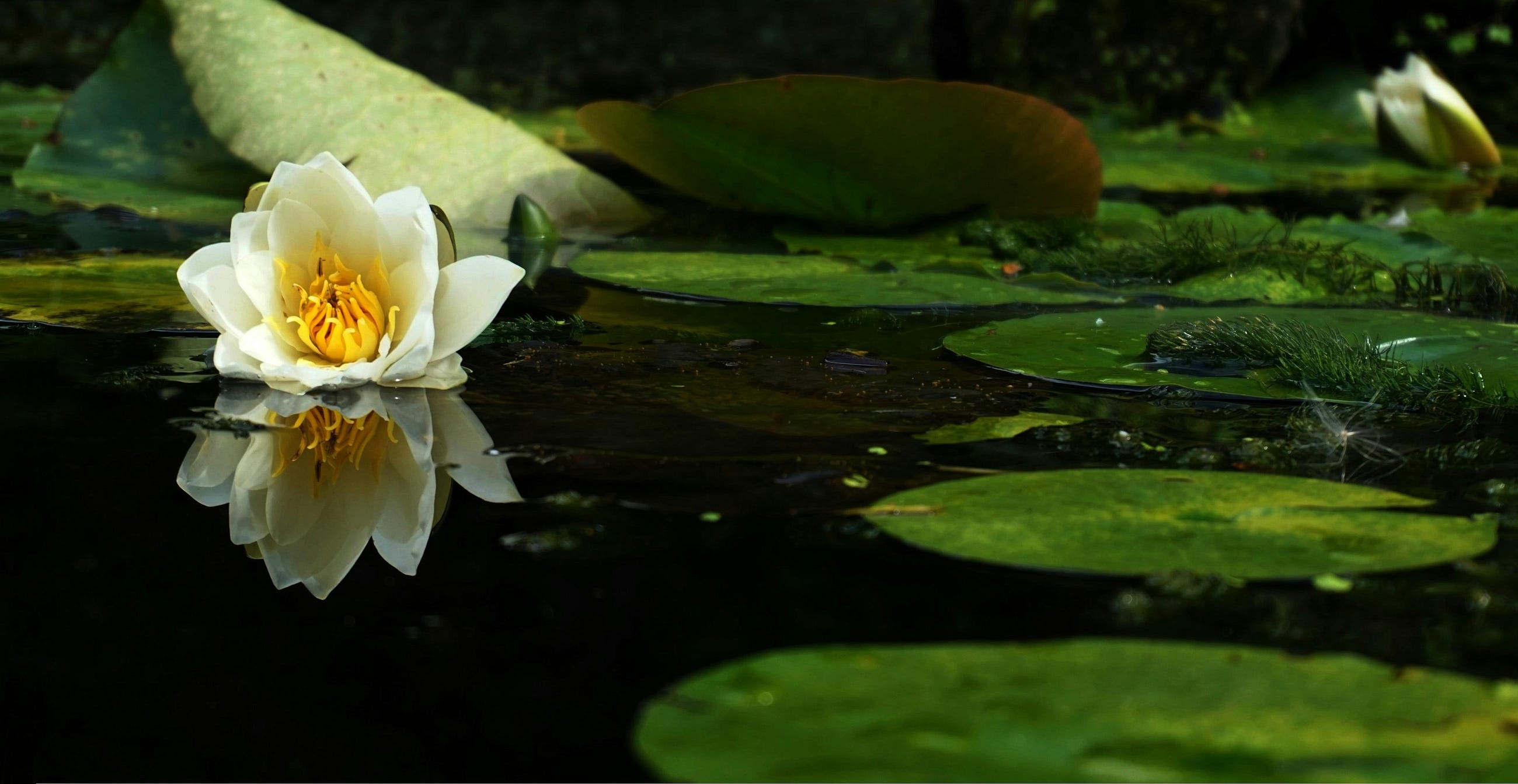 Discover the Magic Within